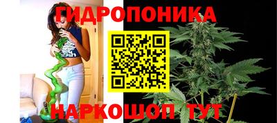крисы Малгобек